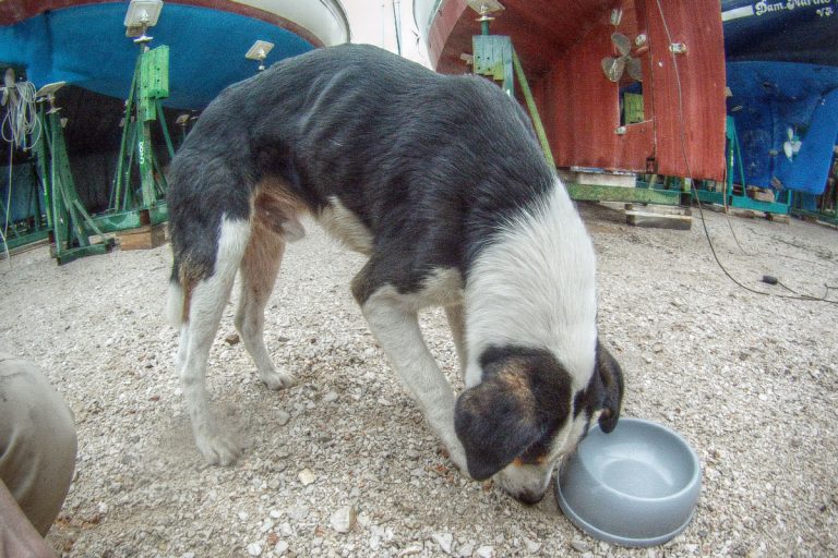 Es war einmal ein Streuner